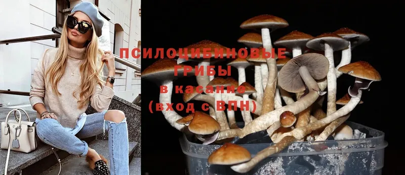 Псилоцибиновые грибы Psilocybe  сайты даркнета официальный сайт  Боровичи 